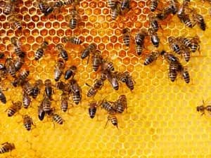 What Bee Is Good For Your Health?