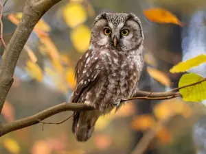 What's An Owl's Favorite School Subject?