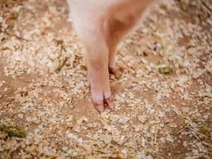 Which Type Of Pigs Constantly Have Foot Problems?